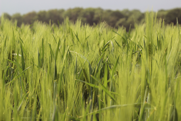 Persunmall_Outfit2-2-